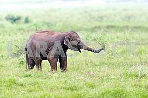 Elephant in Sri Lanka