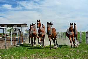 Horse