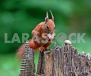 Red squirrel