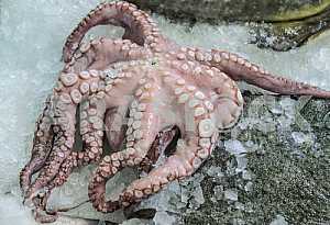 Octopus are on display next to the flounder.