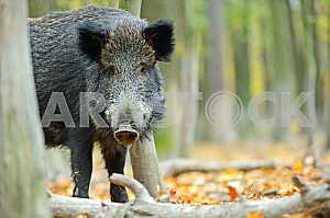 Wild boar