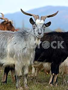 Herd of sheep on a mountain pasture