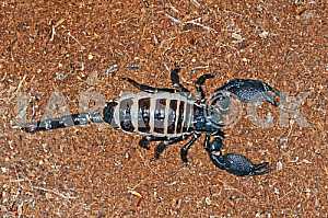 Scorpio