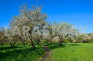 Apple blossoms