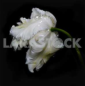 White tulip in drops of rain on a black background