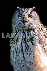 Image #24582