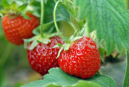 Strawberry growing on a bed