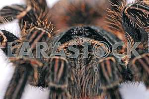 Tarantulas