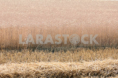 large field of ripe wheat