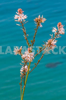 Цветы на Кипре										