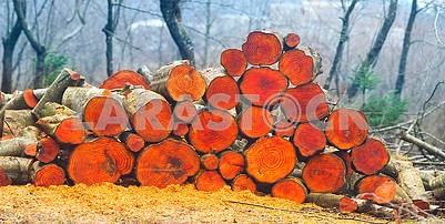 Picturesque composition of firewood