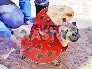 The Pug-Christmas party in Kiev.