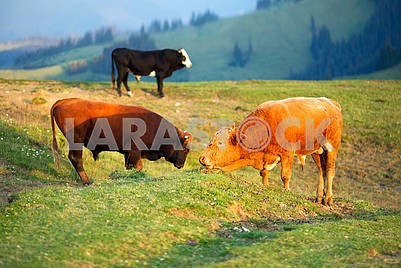 Bulls fight in the mountains