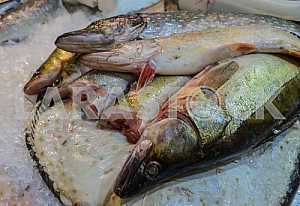 Pike are on display at the carcass perch.