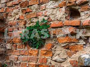 A fragment of an old brick wall