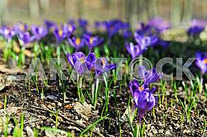 Crocus