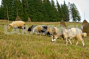 sheep