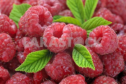  ripe raspberry