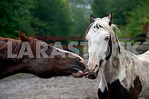Horse