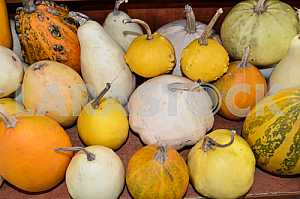 Pumpkins of different varieties are on the market shelf.