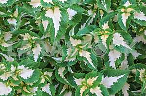 Decorative nettle