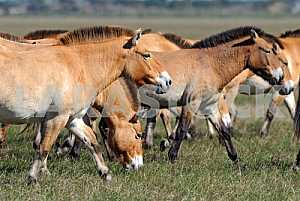 Przewalski's horse