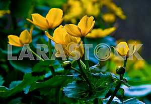 Caltha - flowers of spring