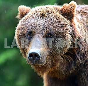 Brown bears
