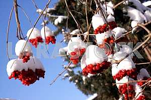 Viburnum (Viburnum opulus)