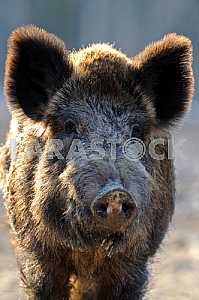 Muzzle wild boar