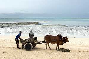 On the beach in Zanzibar
