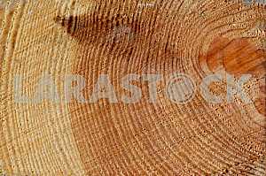 Wood texture with natural pattern