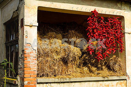 Bundles of hot peppers scratched near hay