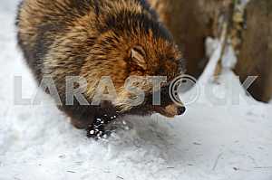 Raccoon dog