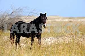 Black horse