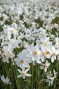 Narcissus Valley