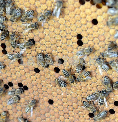 a swarm of bees on honeycombs