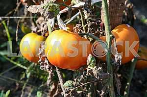 Ripe tomatoes on a branch