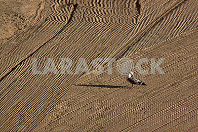Lonely seagull on cleaned by a tractor sand on the Mediterranean