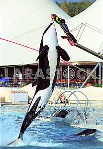 Trained whale orca
