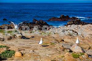 Three seagulls on the shore of the Pacific Ocean in California
