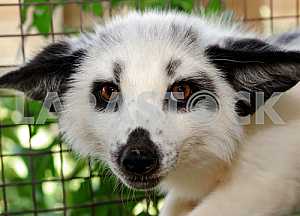 Portrait of white foxes
