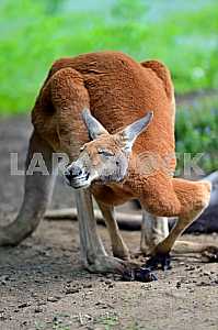 Kangaroo