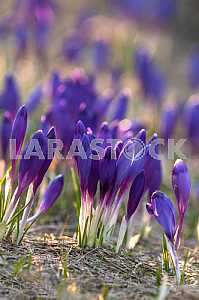 Crocus - genus of herbaceous perennials kasatikovyh family.