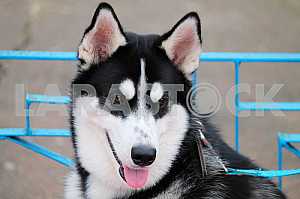Siberian husky