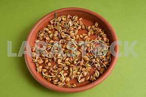 Sprouts of germinating wheat