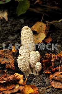 Mushroom morel