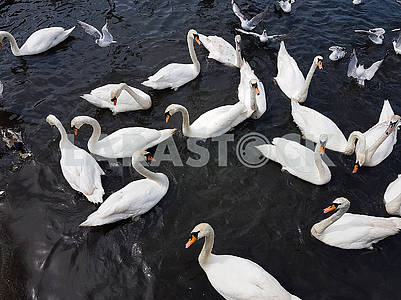 A Group of Swans