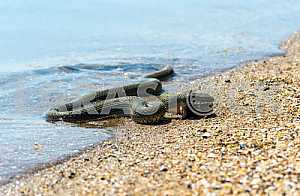 Water snake