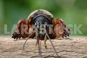 Mole crickets.Eyes to eyes